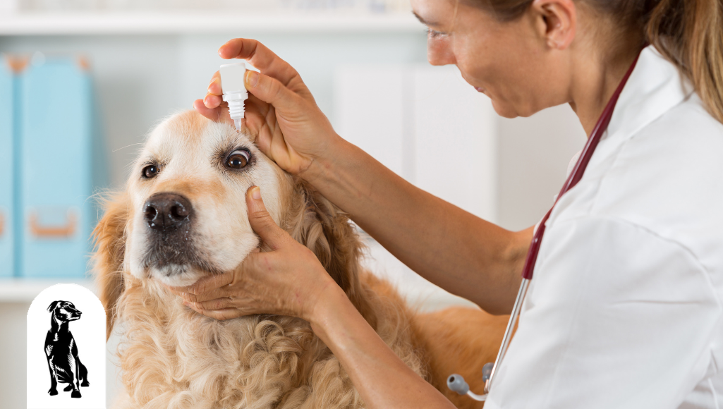 Can Dogs Use Human Eye Drops for Allergies?