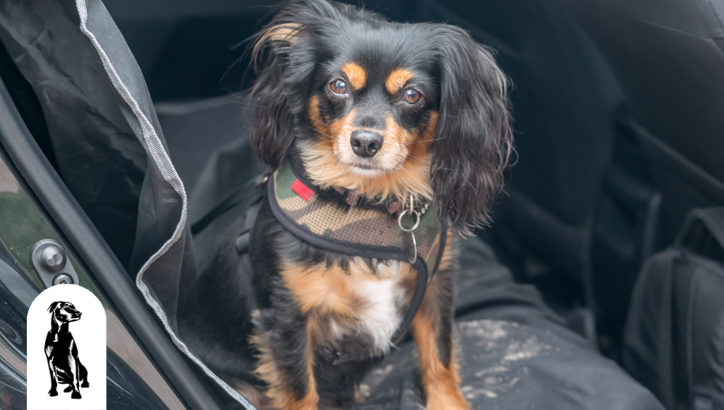 Cargo Liner vs. Cargo Mat: The Differences Explained