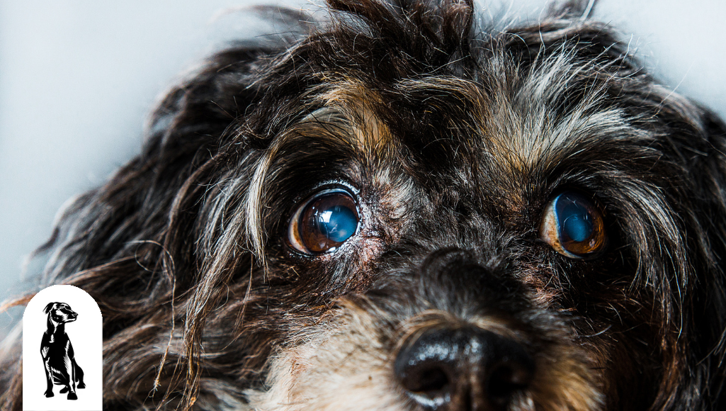 Cataracts in Dogs: Is It Possible?