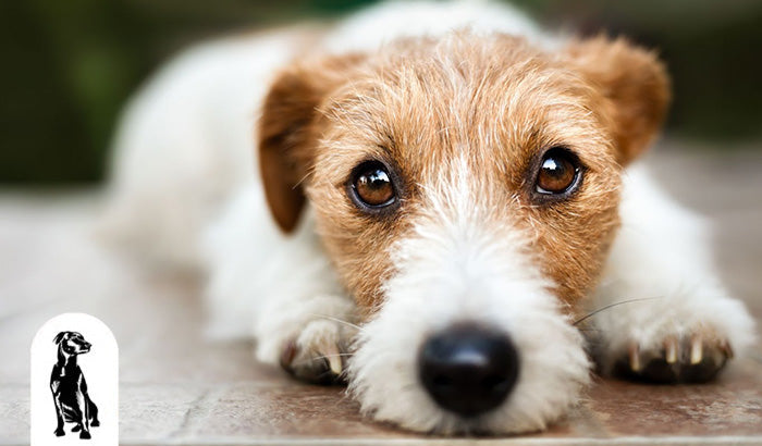 Can Lanosterol Eye Drops Improve Your Dog's Quality of Life?