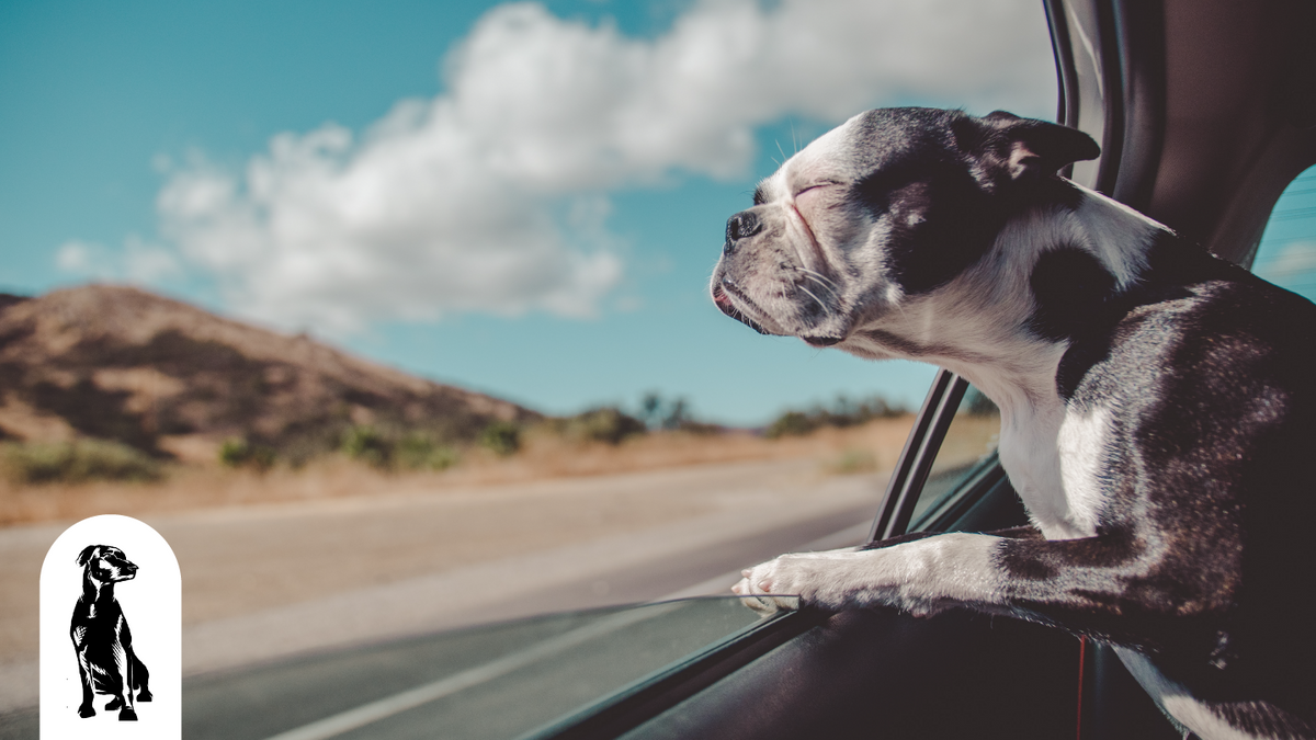 Dog Friendly Road Trip Destinations and Tips