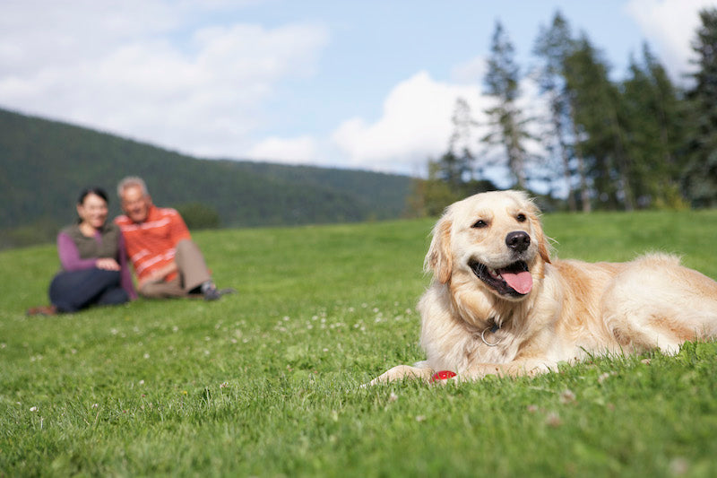 5 ROAD TRIP ESSENTIALS THIS SUMMER FROM PLUSH PAWS PRODUCTS®