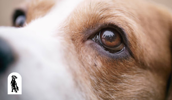 Dissolve cataracts in dogs cheap