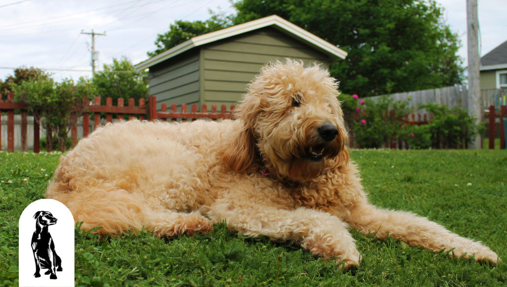 Do Goldendoodles Shed?