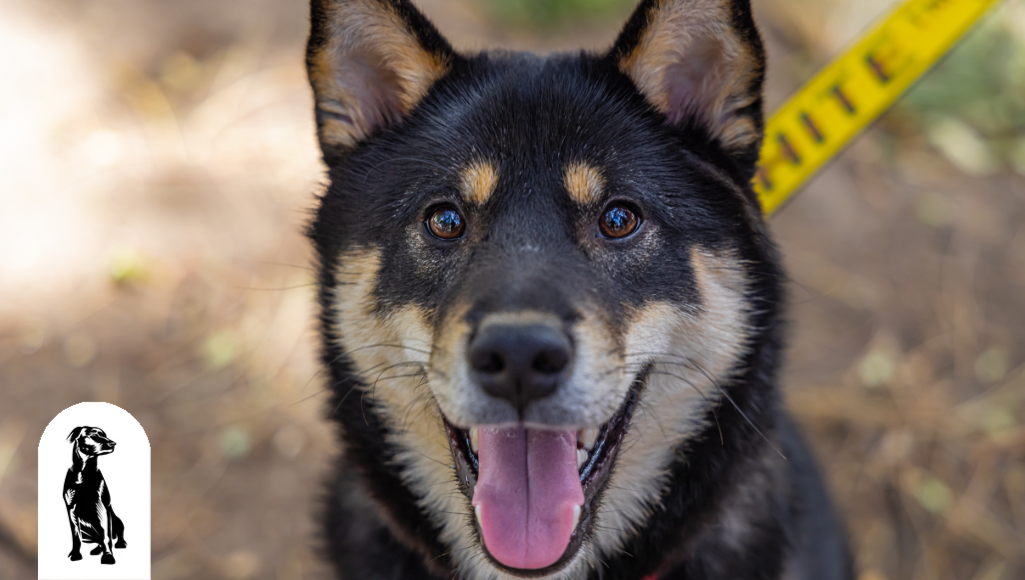 Pet Care Does Lanomax Really Work for Dogs