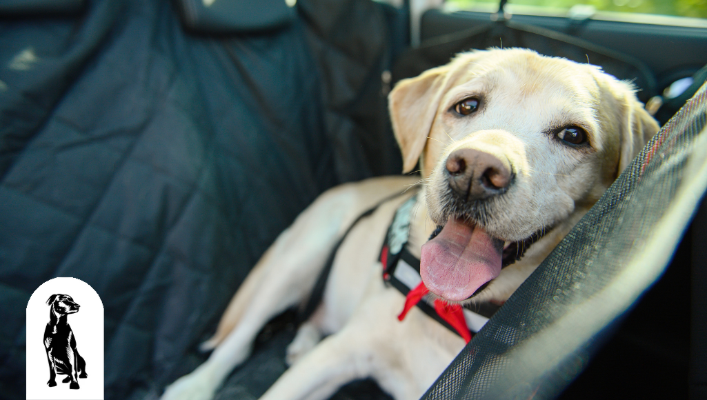 Dog Safety: How to Keep Your Dog Cool this Summer