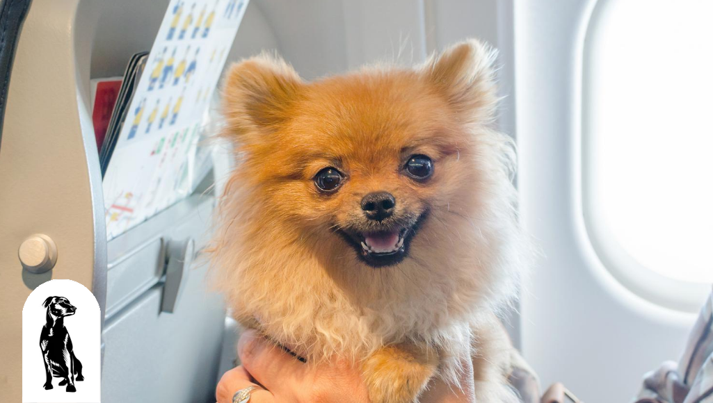 Dog Traveling By Plane? Here Are the Airline Rules