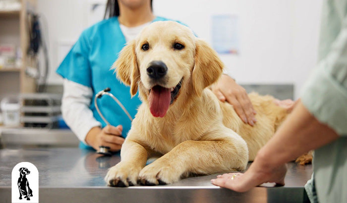 Healthy Practices to Keep Your Dog's Heart Healthy