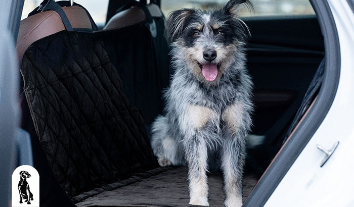 Top Tips When Traveling With Your Dog: Dog Travel Tips for Car and Plane