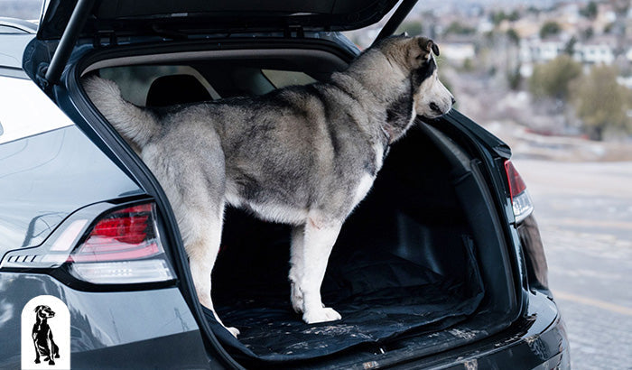 Cargo Liner vs. Cargo Mat: The Differences Explained