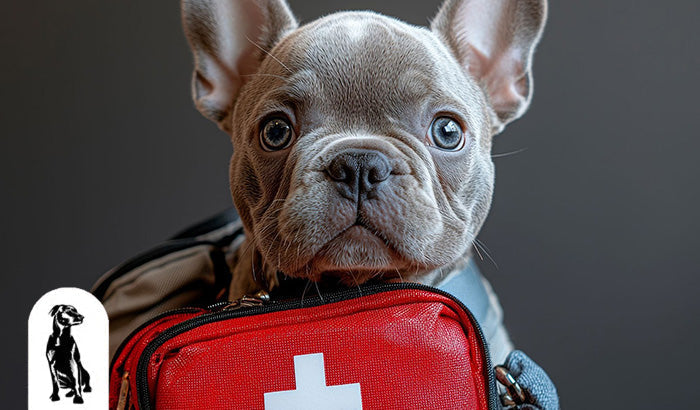 Beyond Vaccinations: Essential Health Care Practices for Pets