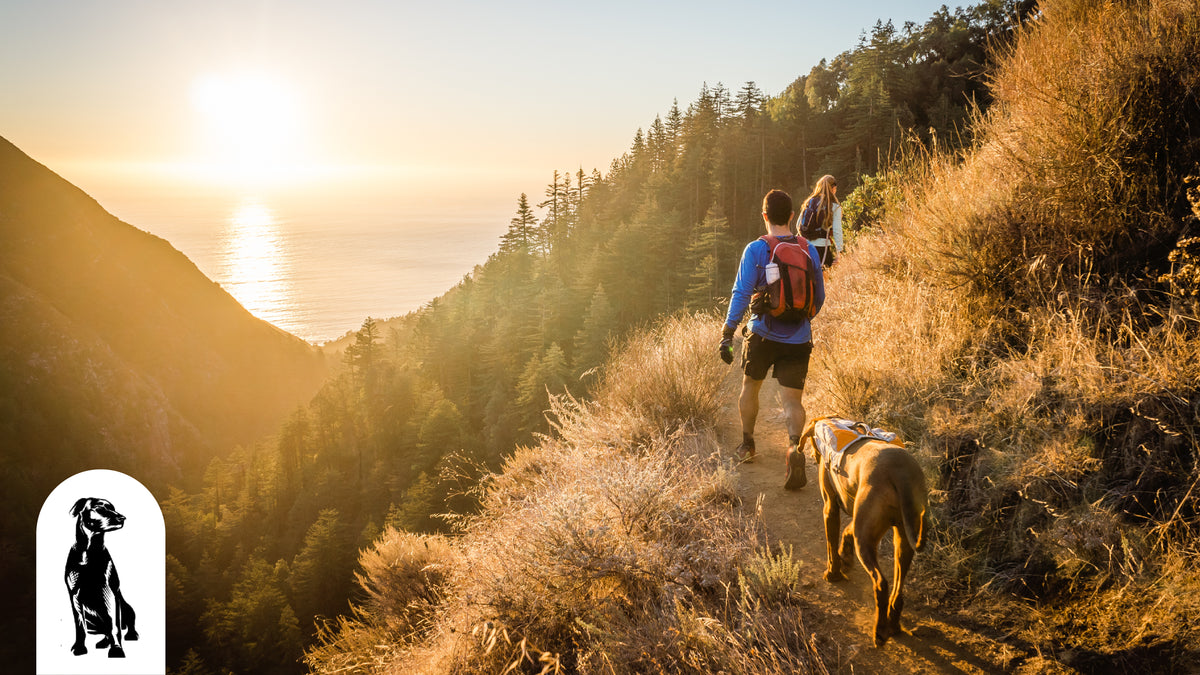 Dog-Friendly Hiking Trails