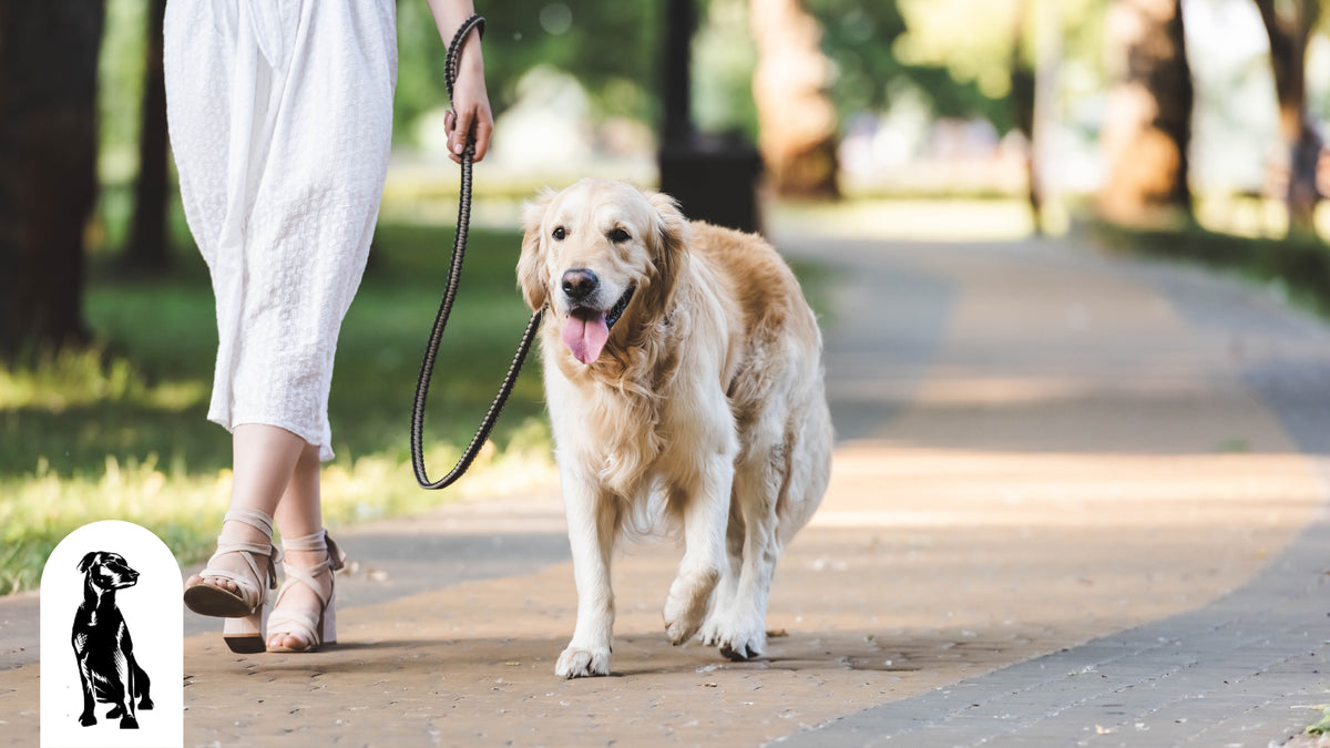 How Often Should I Walk My Dog?