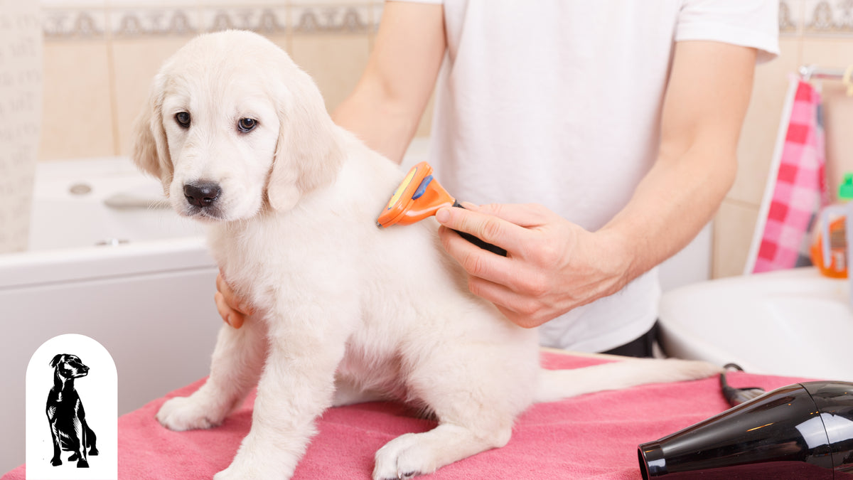 How to Groom My Dog at Home