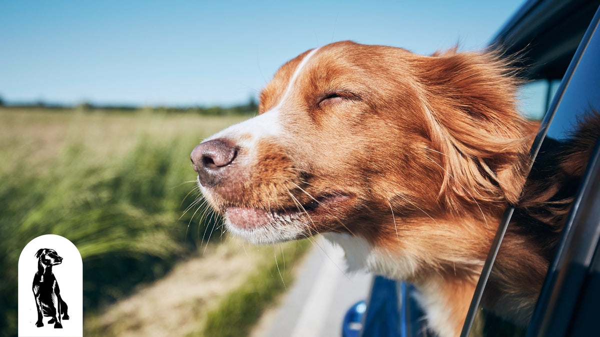 How to Treat & Prevent Dog Car Sickness