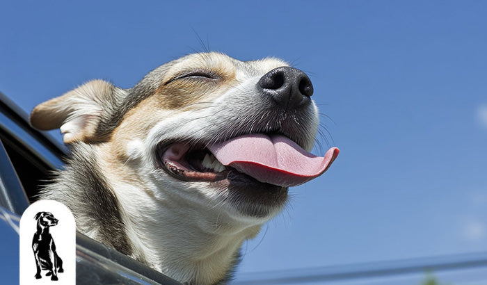 10 Mistakes to Avoid When You Are on a Road Trip With Your Dog