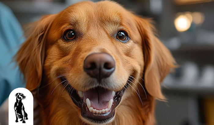 Keeping Your Pup's Pearly Whites: The Benefits of Dog Teeth Cleaning Wipes