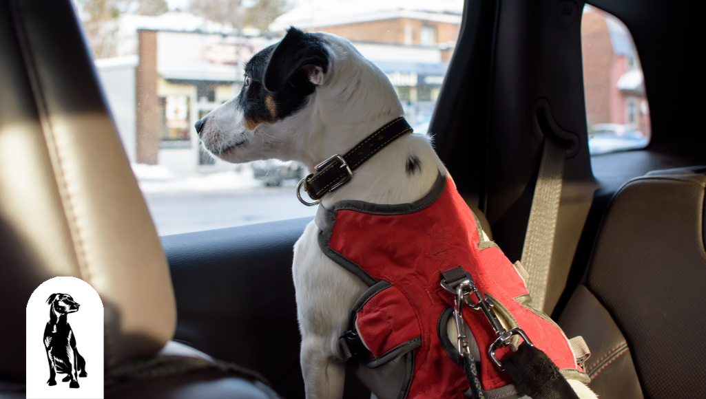 Dog harness for convertible car outlet