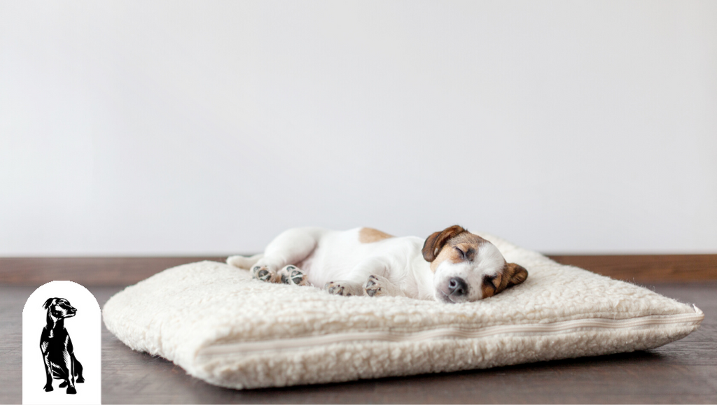 How Do I Choose the Right Dog Bed?