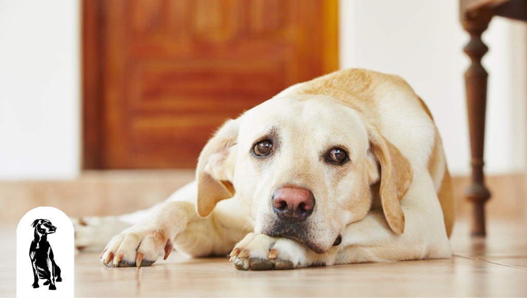 How Do I Know If My Dog Has Anxiety?