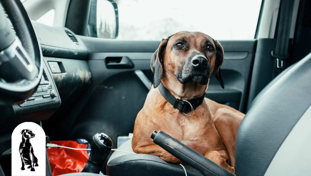 How To Prevent Dog Scratches on Car Seats