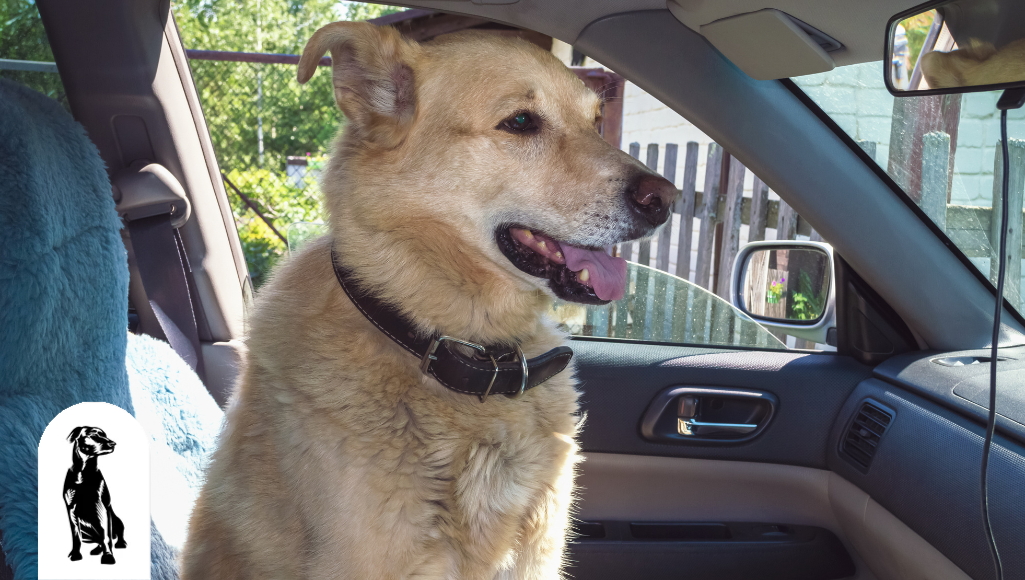 How to Calm Your Dog During Long Car Rides (8 Ways)