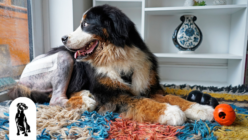 How To Help Your Dog Relax After Surgery