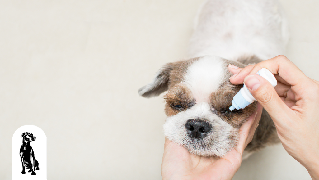 Can i use regular eye drops for my dog deals