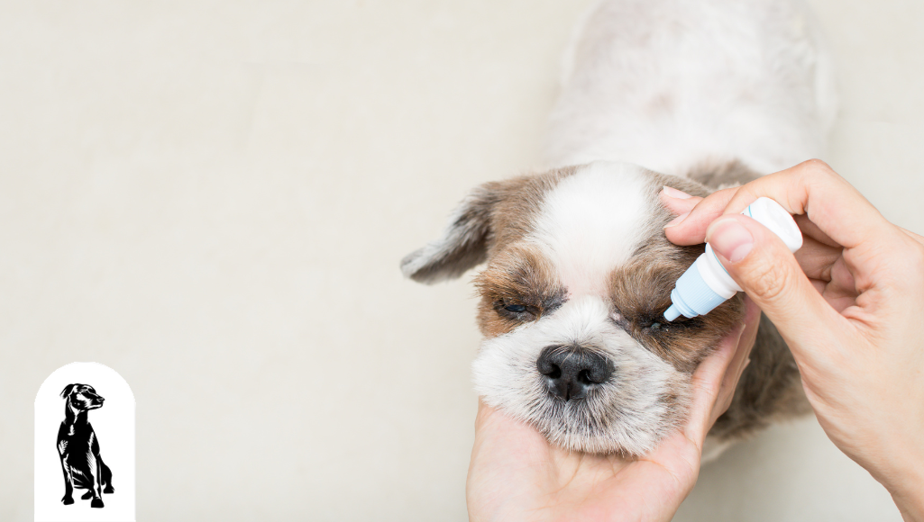 How To Use Dog Eye Drops (Owner’s Guide)