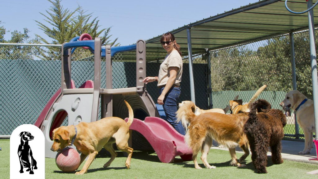 Is Dog Daycare Healthy for Your Dog?