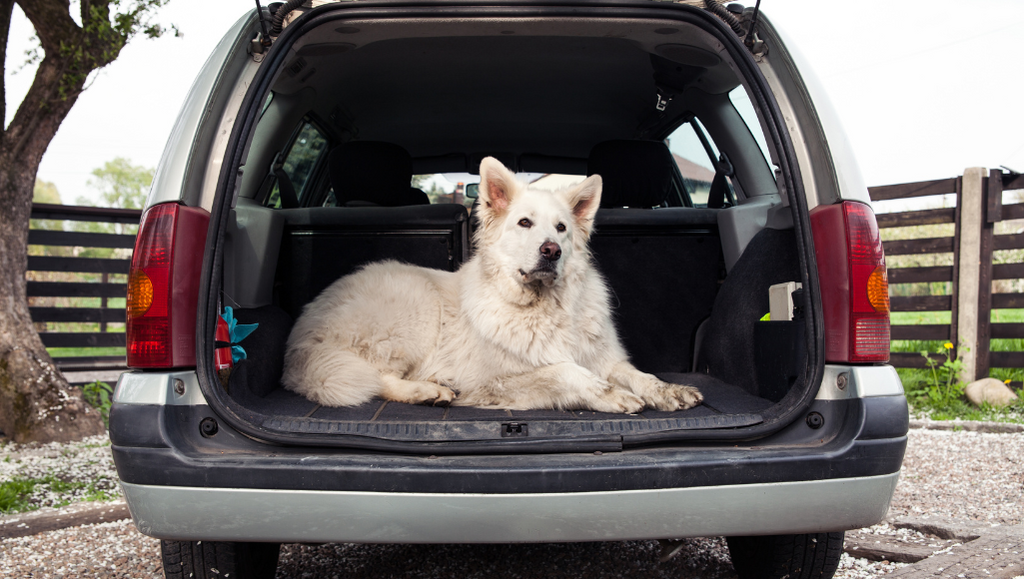 Is it Safe for Dogs To Ride in the Trunk?