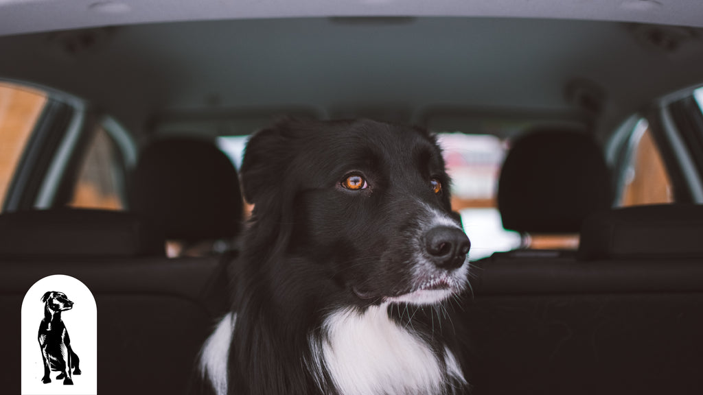 Pet Car Safety: Keep Your Dog Secure