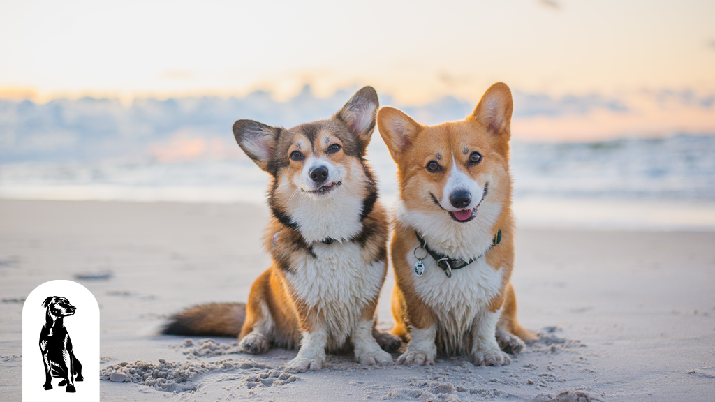 Do Corgis Shed? Breaking Down the Hairy Details