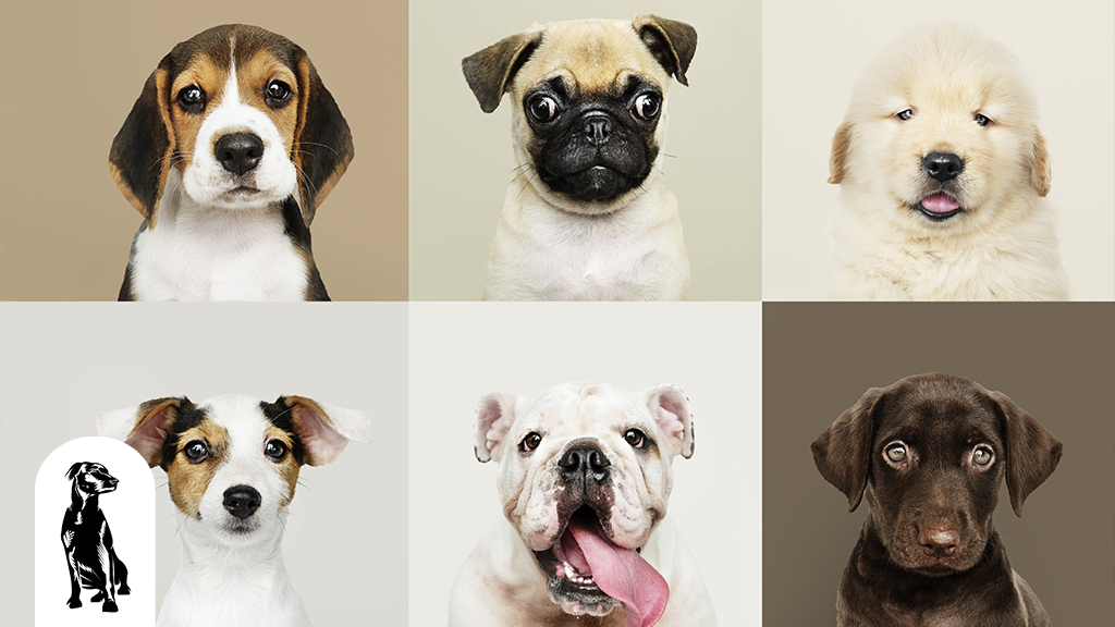 What Are the Ten Most Popular Dog Breeds?