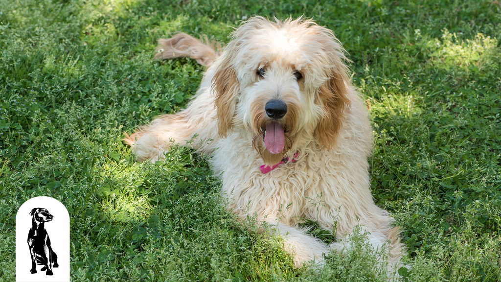 Are Goldendoodles Easy to Train?