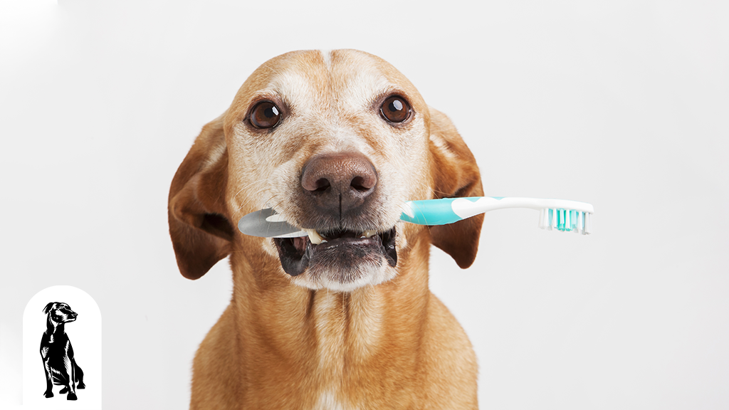 What’s The Best Way To Care For Your Dog’s Teeth