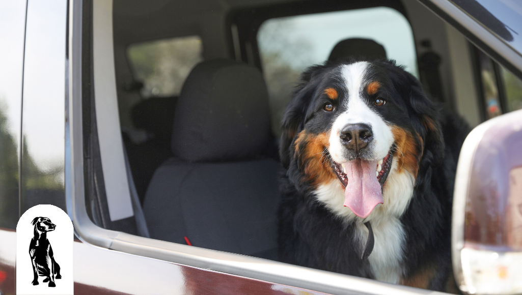 Road Trips with Your Fur Babies? Which Breeds Do Best