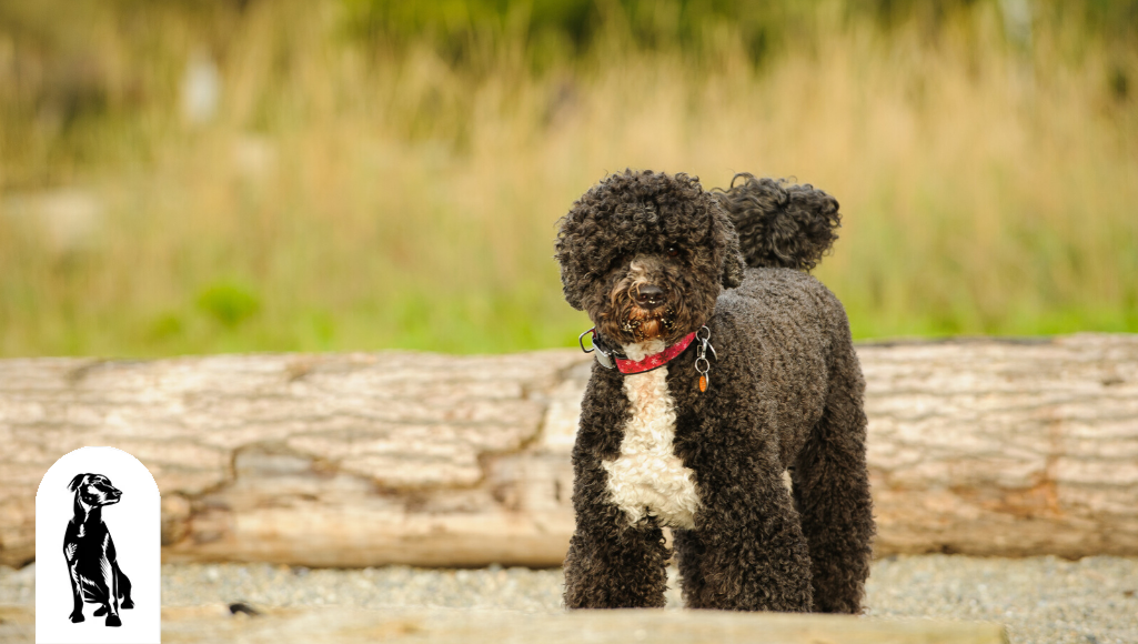 Light shedding medium 2024 dogs