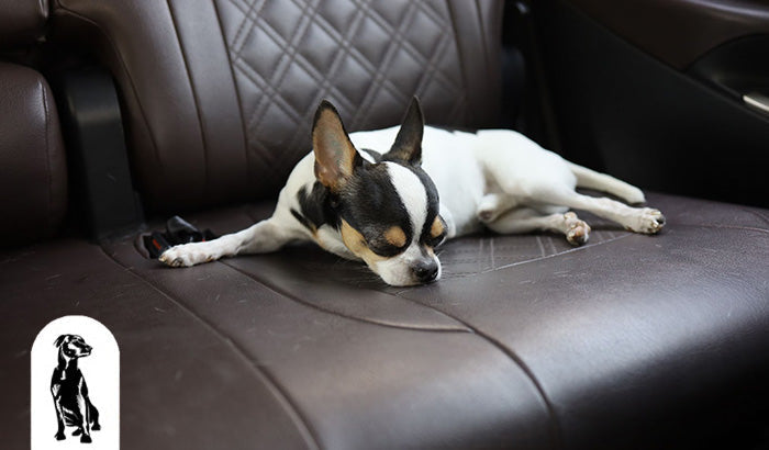 How to Prevent Motion Sickness in Dogs