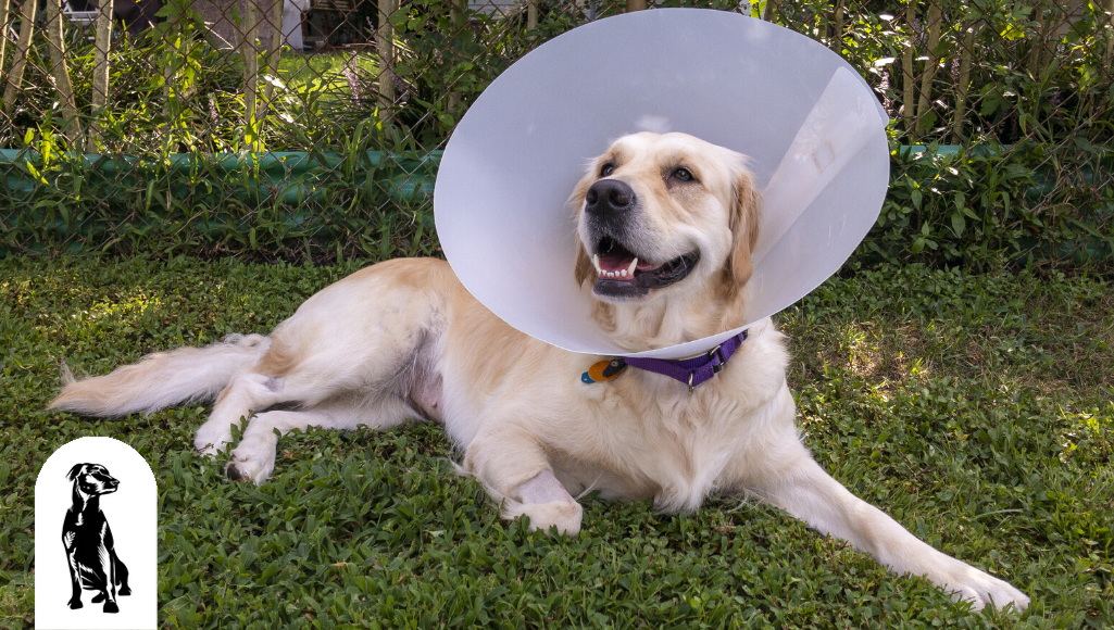 Spaying and Neutering: Why, When & Care After