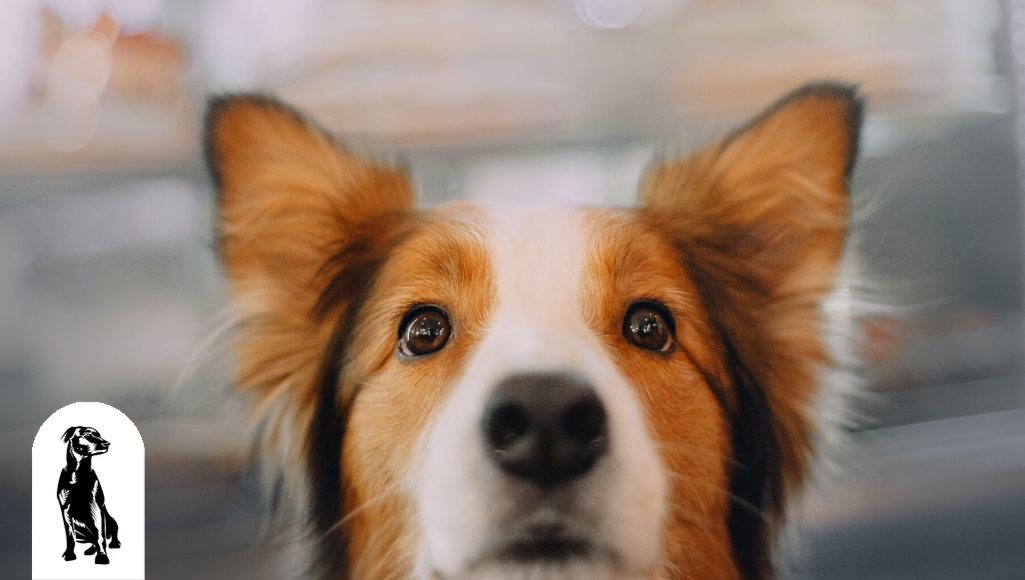 20 Incredible Facts About Your Dog’s Hearing