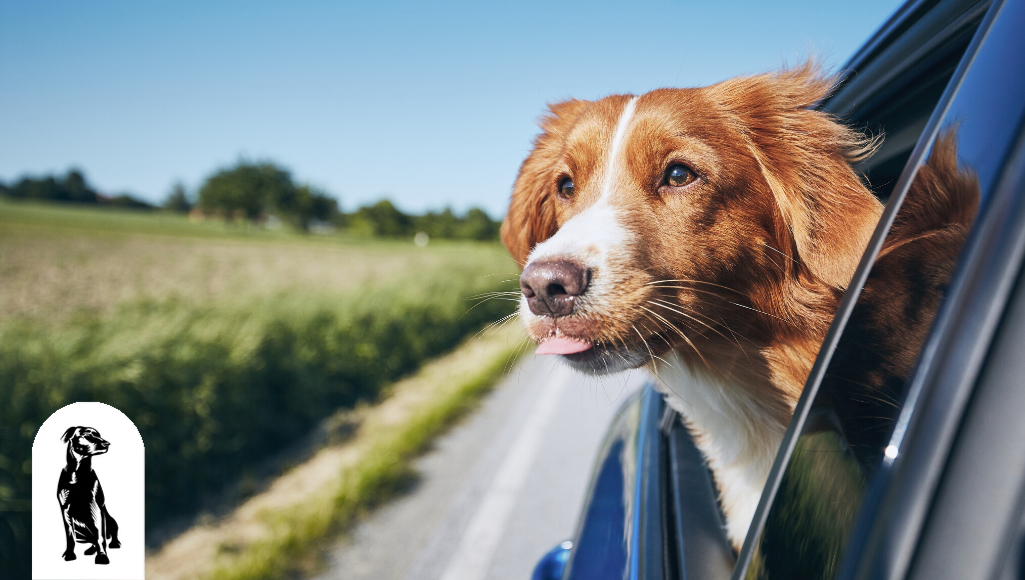 Top Must-Have Dog Care Travel Accessories