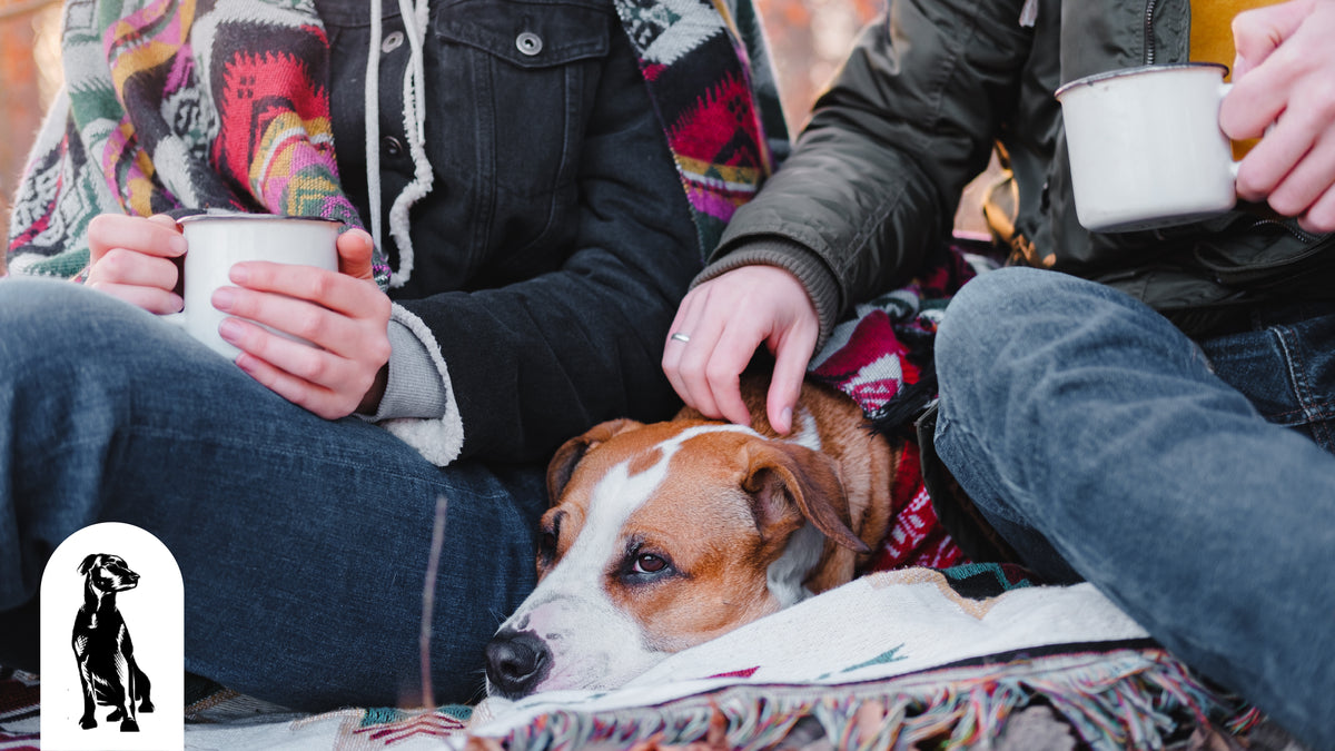 Tips for Camping with Your Dog