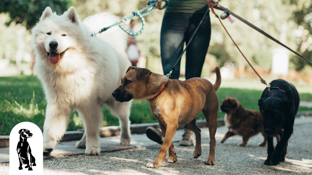 Top Apps to Find Dog Walkers