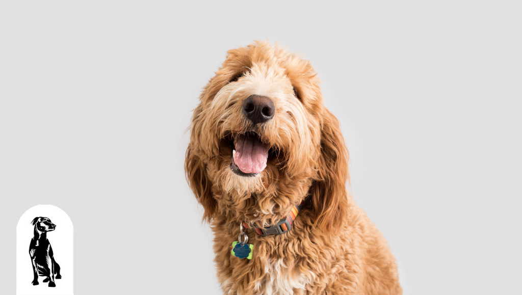Ten Facts About the Goldendoodle