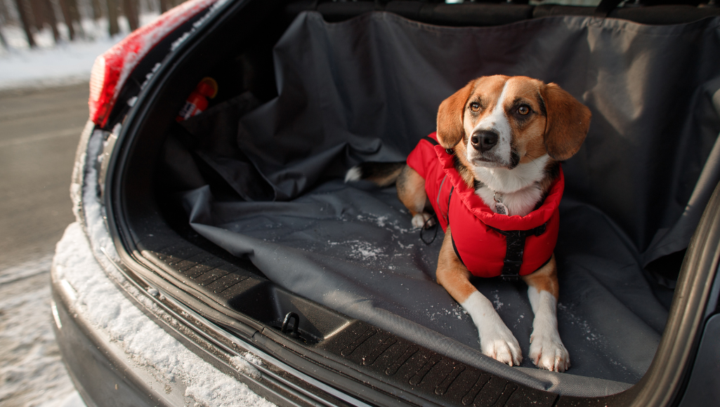 The Complete Guide to Finding a Cargo Liner for Dogs