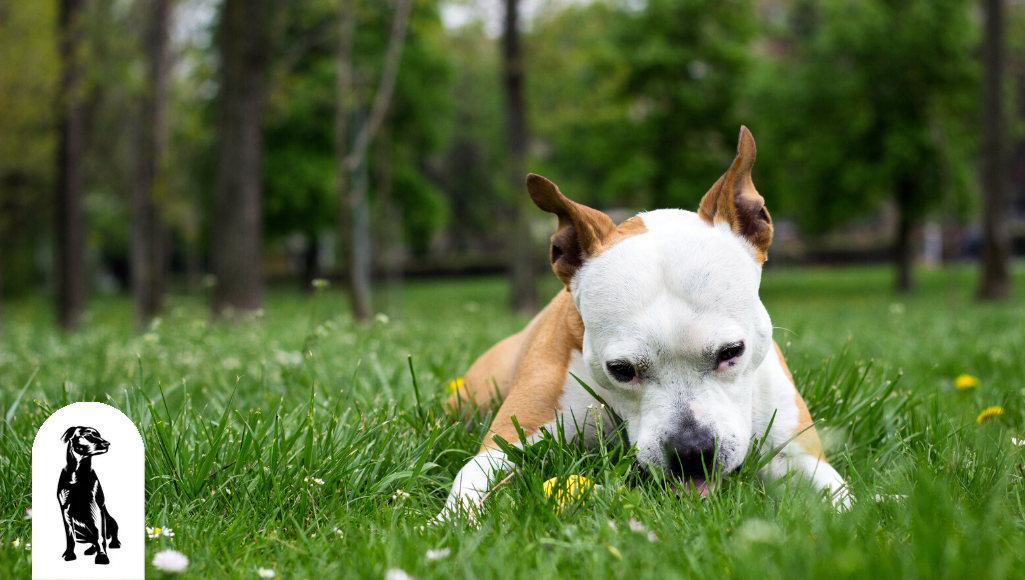 The Wacky & Weird Things Your Dog Does That is Completely Normal to Him