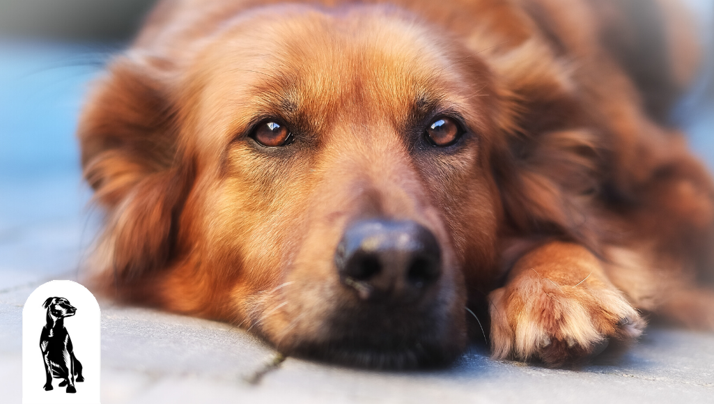 Through a Dog's Eyes: 20 Amazing Facts About Dog's Vision