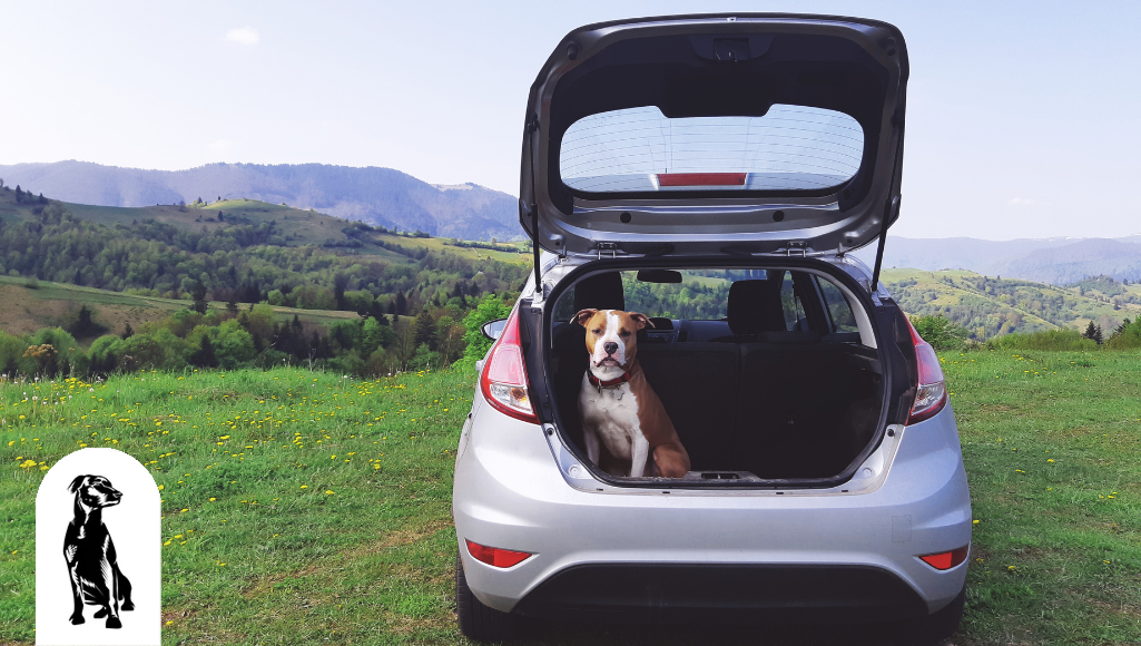 Traveling with Your Dog By Car? DON'T Do the Following