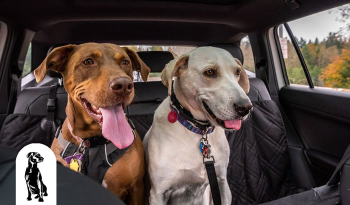 The Benefits of Using a Pet Cargo Liner for Your Car